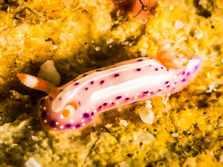 Mexichromis aurora